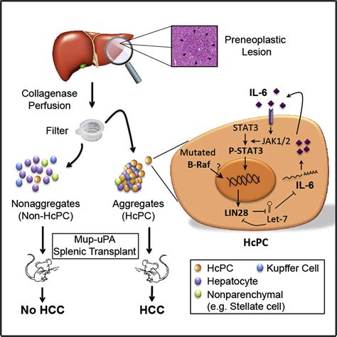 stem cell for liver cancer